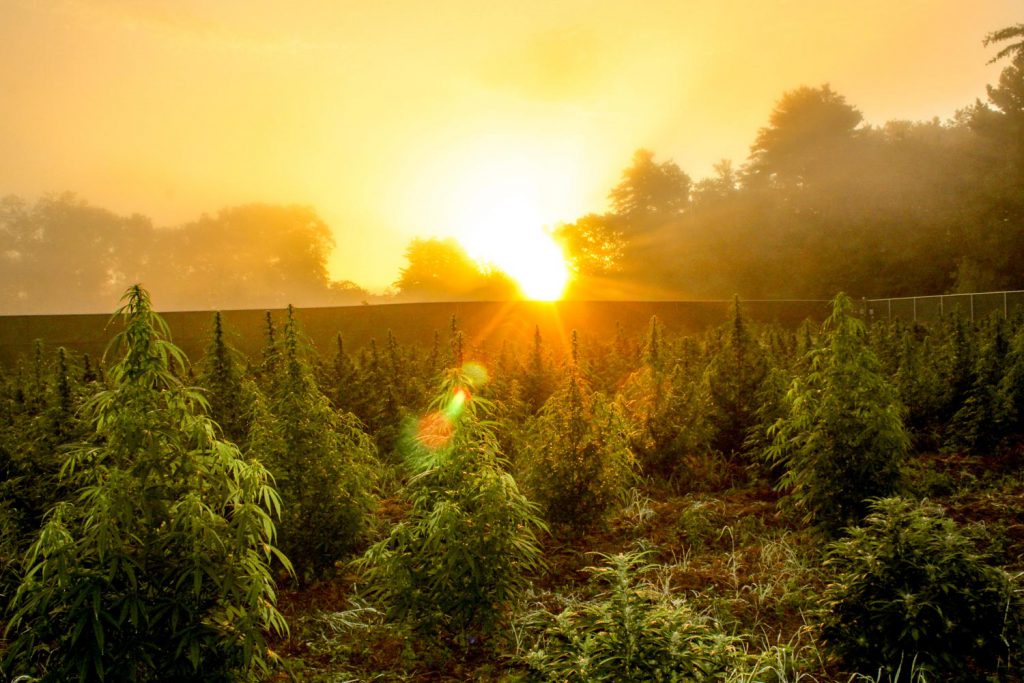 marijuana crop farm