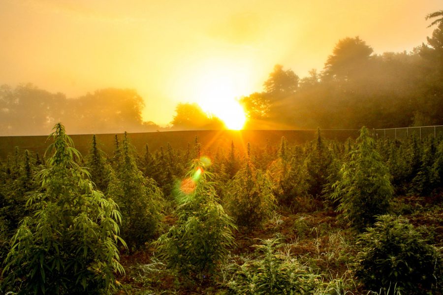 marijuana crop farm