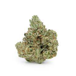GG#4 Strain