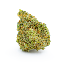 Night Terror OG Strain