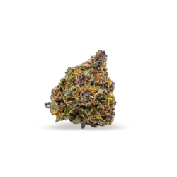 XJ-13 Strain
