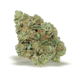 Chemshine Strain
