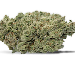 EmDog Strain