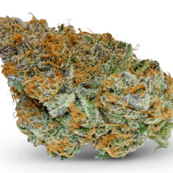 Jilly Bean Strain