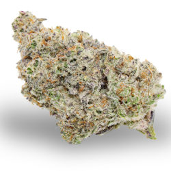 MAC #1 Strain