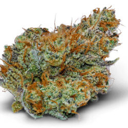 Peyote Purple Strain