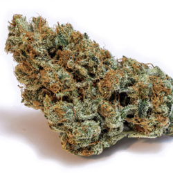 Strawberry Fields Strain