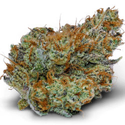 Sunshine Daydream #4 Strain