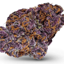 Buckeye Purple Strain