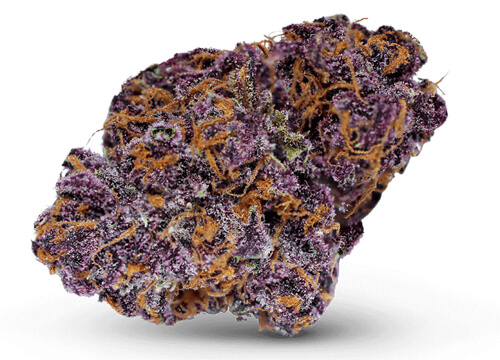 theory-flower-buckeye-purple-1.jpg