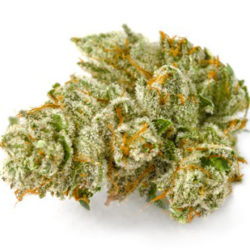 GG2B Strain