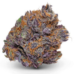 Star-Flight Guava Strain