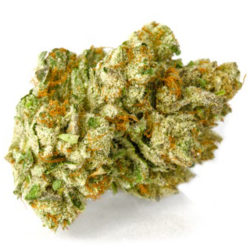 Tri WiFi Strain