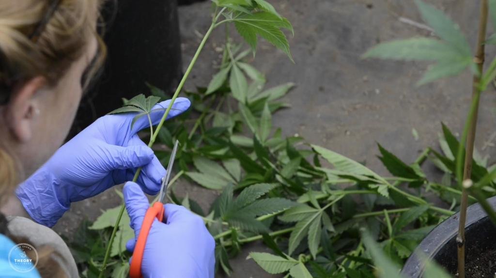 Farm Cloning at Theory Wellness