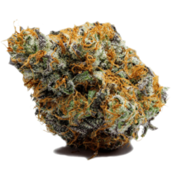 Kimbo Kush Strain