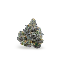 The Luci x GB6Trix Strain