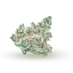 Milk Monkey Strain